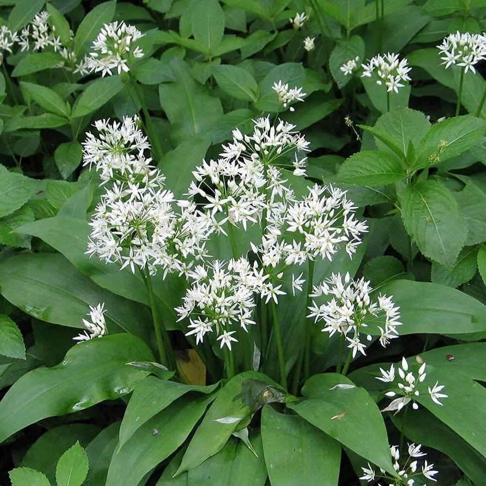 Allium Ursinum Seeds – Wild Garlic
