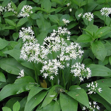 Allium Ursinum Seeds – Wild Garlic
