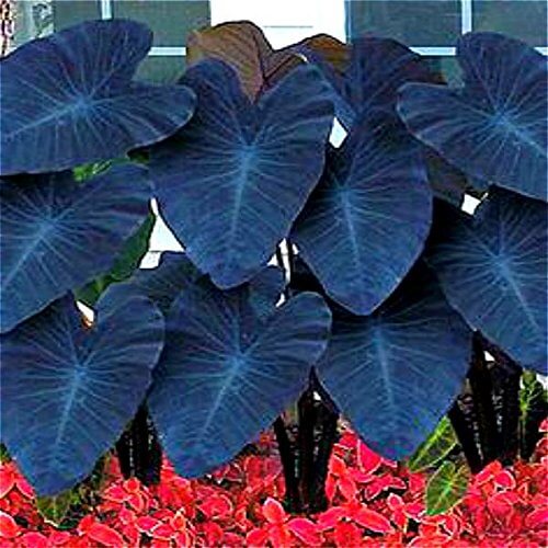 Alocasia Seeds – Heirloom Wildflower
