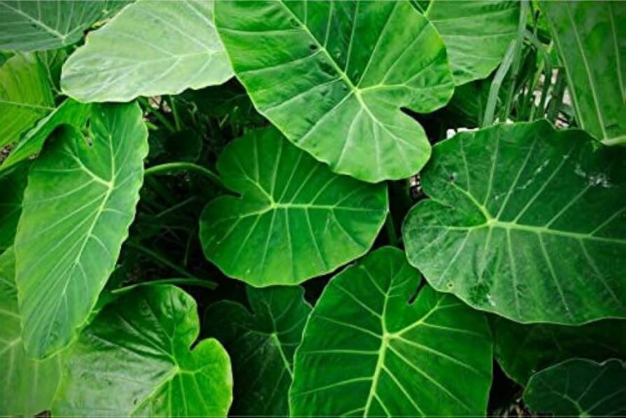 Alocasia Seeds – Heirloom Wildflower
