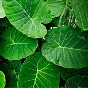 Alocasia Seeds – Heirloom Wildflower
