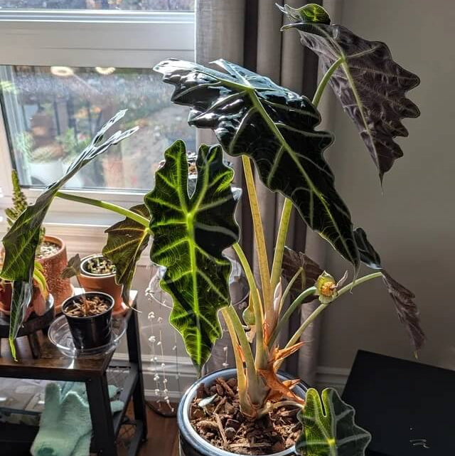 Alocasia Seeds – Heirloom Wildflower
