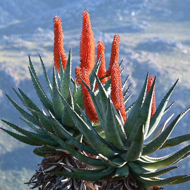 Aloe Ferox Seeds
