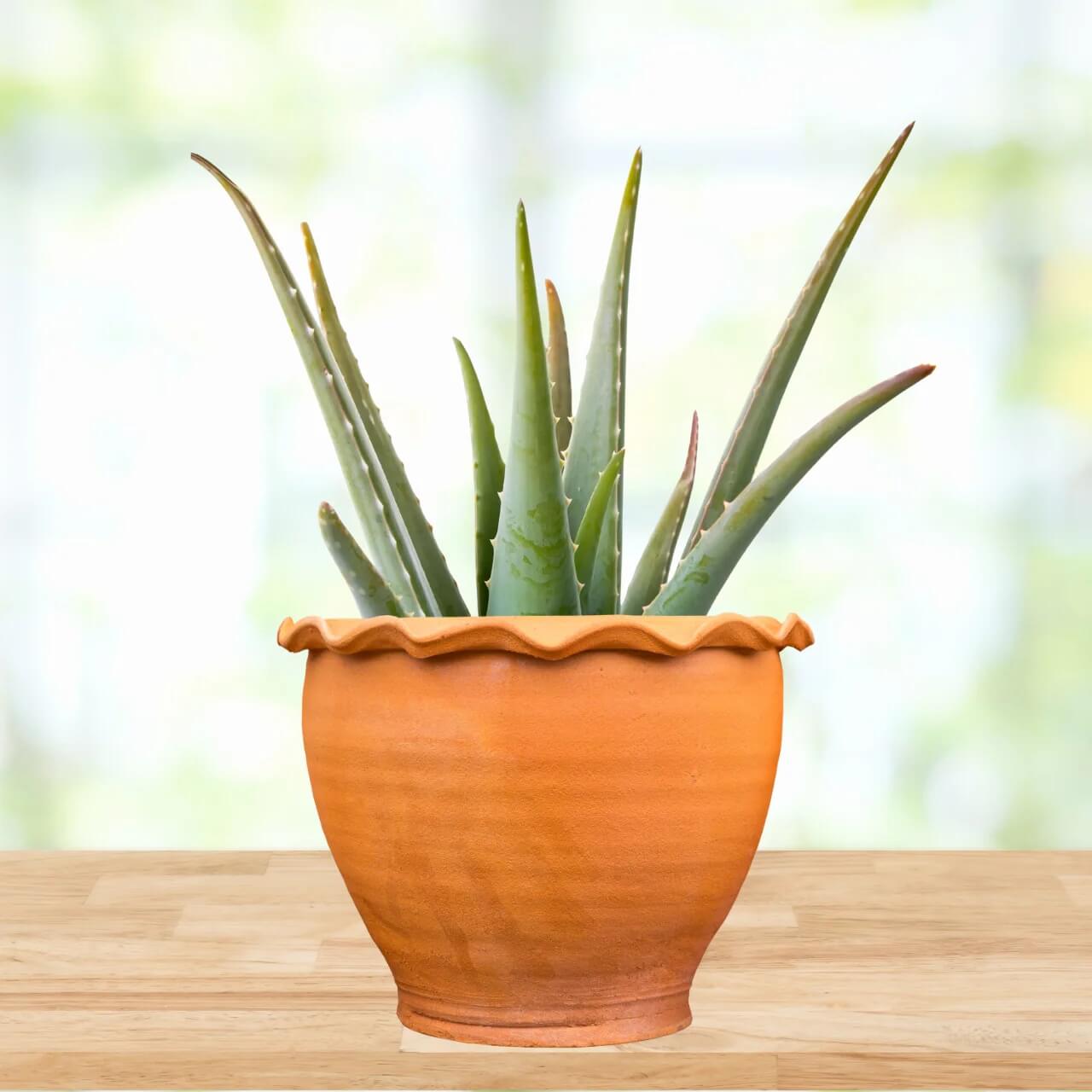 Aloe Plant Seeds