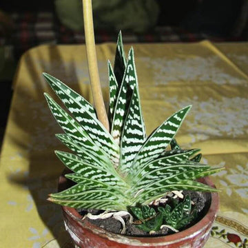 Aloe Seeds – Green variegata 