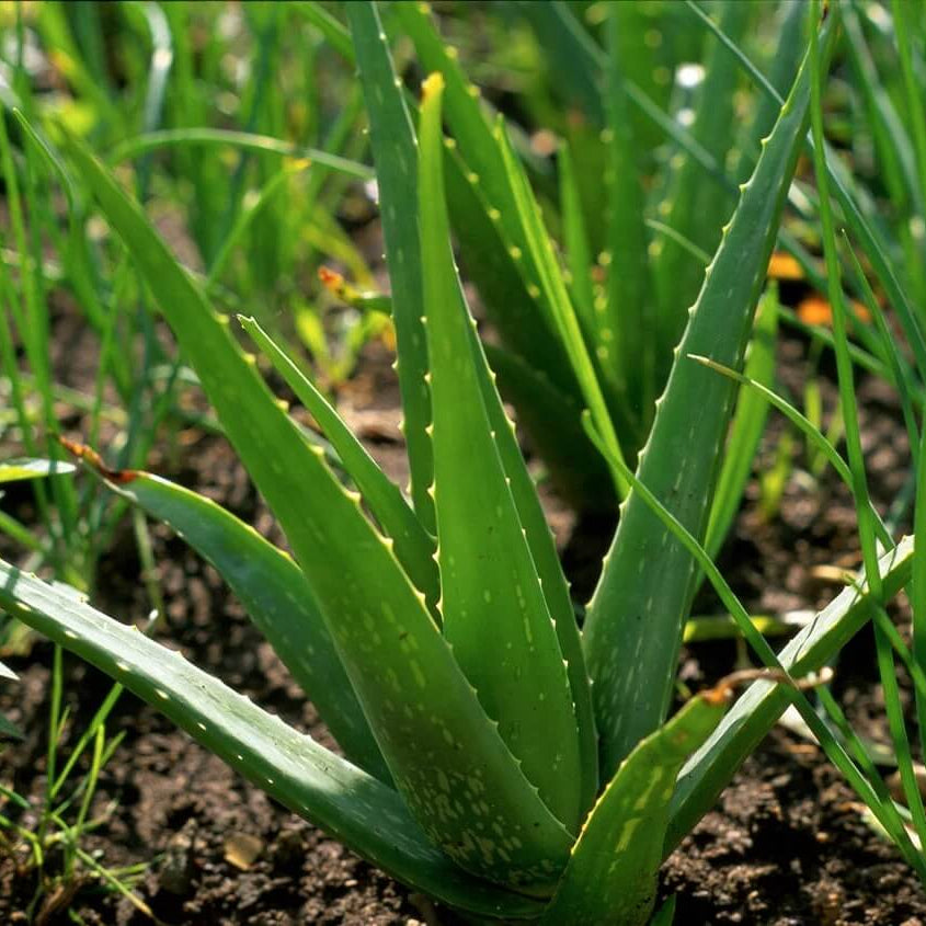 Aloe Seeds - All In One For Home Gardens