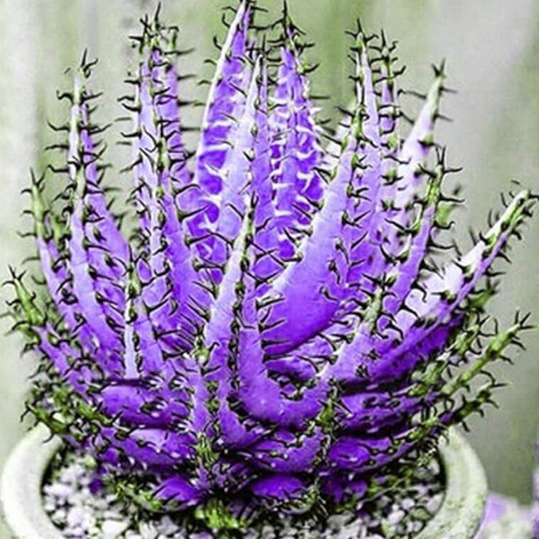 Aloe Seeds – Dark Violet