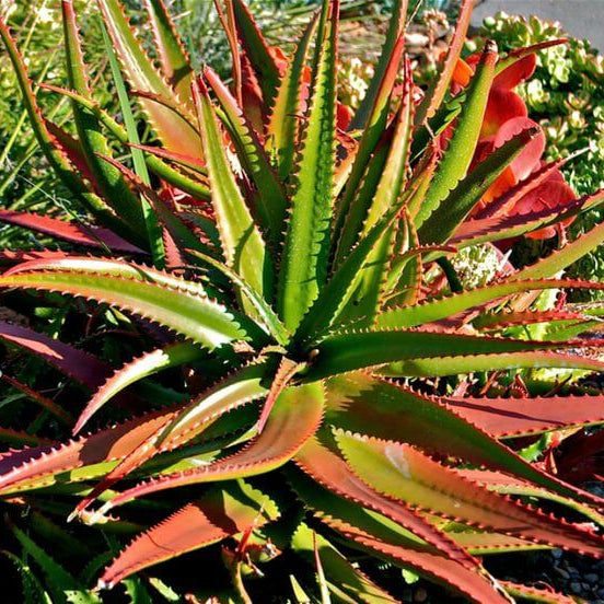 Aloe Seeds – Green Red 