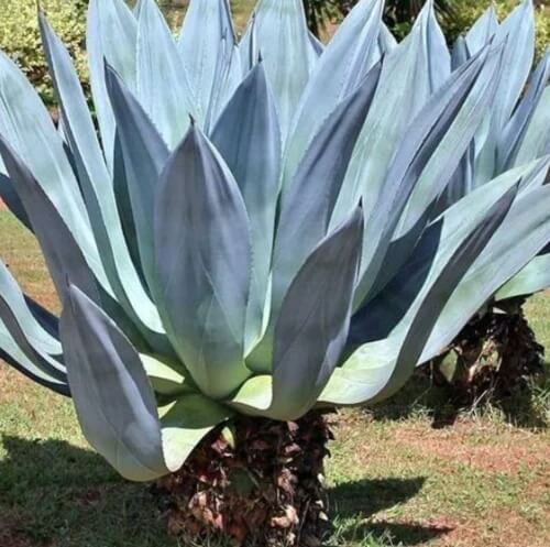 Aloe Seeds – Blue Maguey 