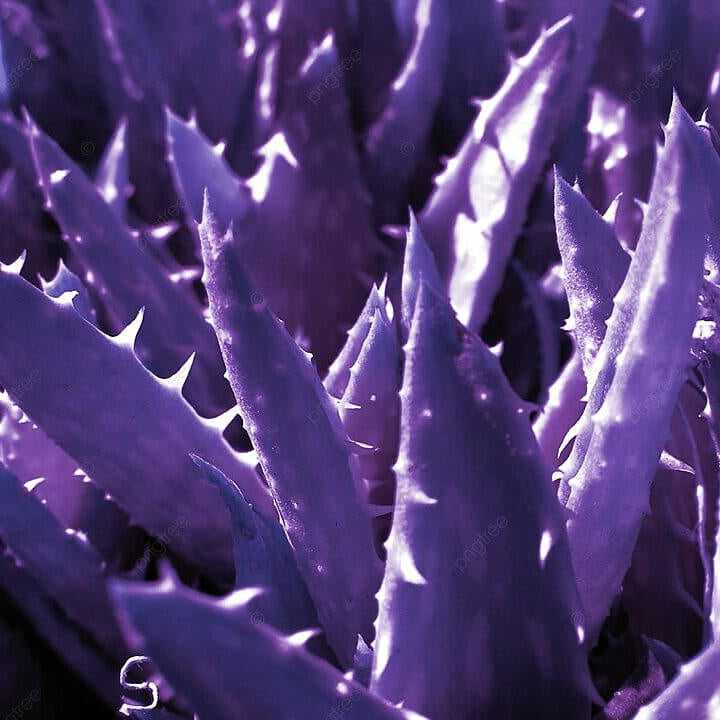 Aloe Seeds – Dark Violet