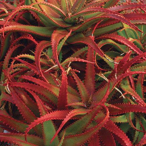 Aloe Seeds – Green Red 