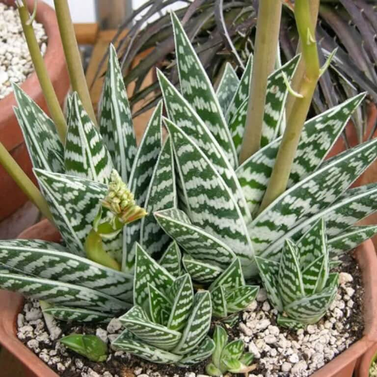 Aloe Seeds – Green variegata 