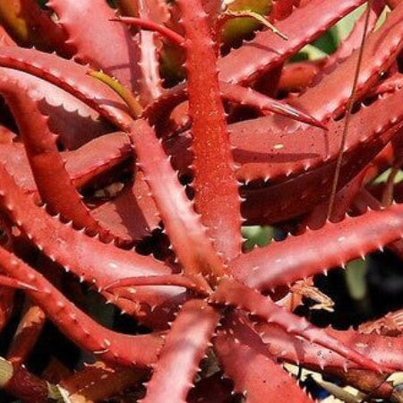 Aloe Seeds – cameronii