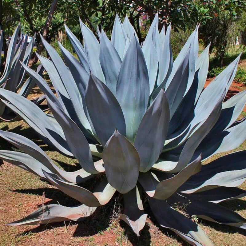 Aloe Seeds – Blue Maguey 