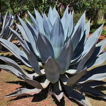 Aloe Seeds – Blue Maguey 