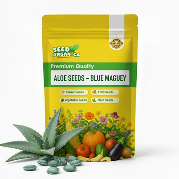 Aloe Seeds – Blue Maguey