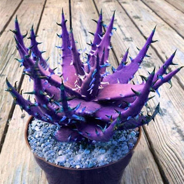 Aloe Seeds – Dark Violet