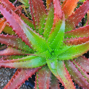 Aloe Seeds – Green Red 