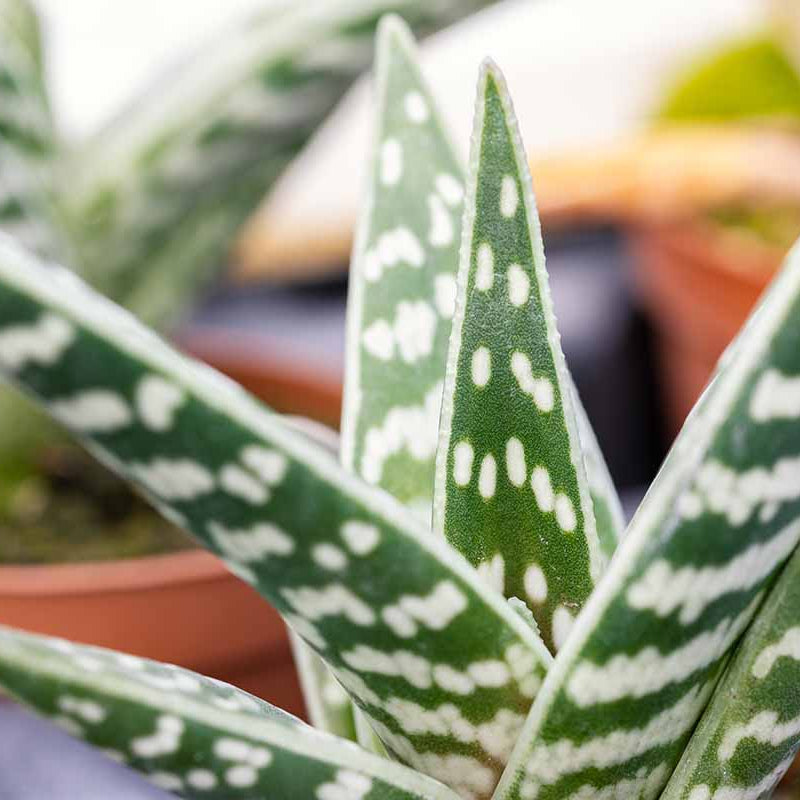Aloe Seeds – Green variegata 