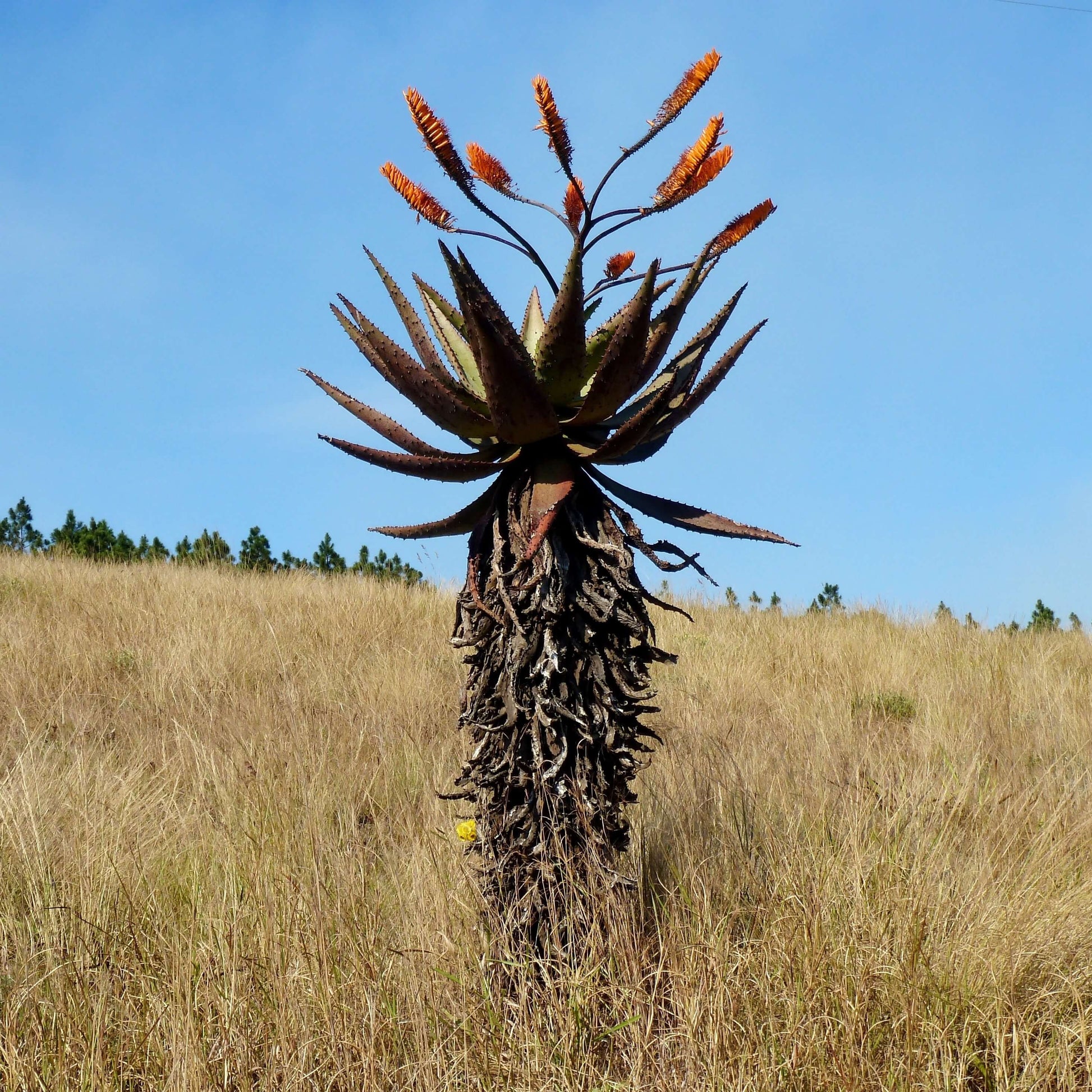 Aloe Seeds – Marlothii