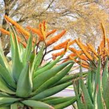 Aloe Seeds – Marlothii