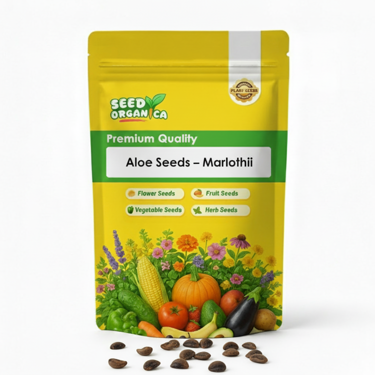 Aloe Seeds – Marlothii