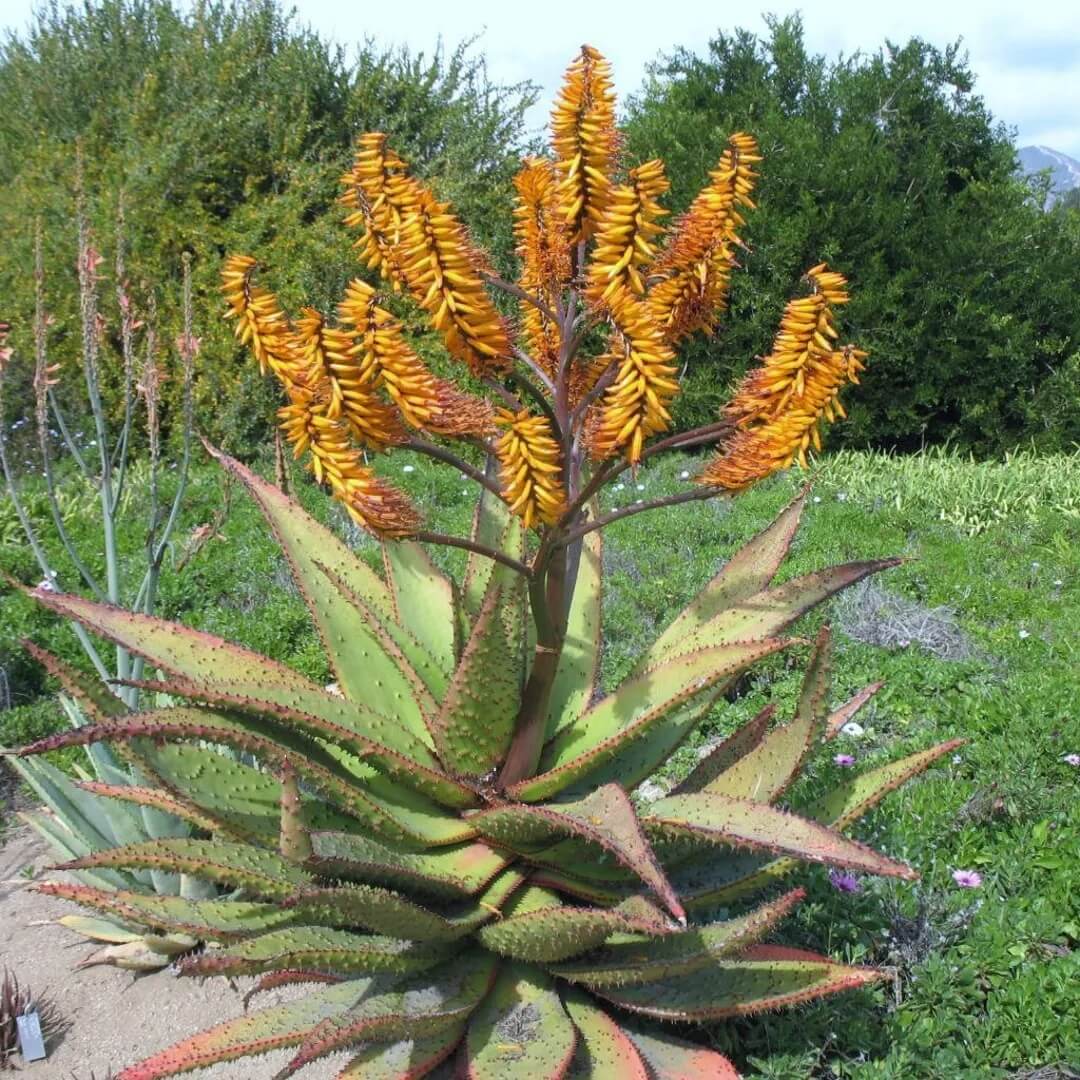 Aloe Seeds – Marlothii