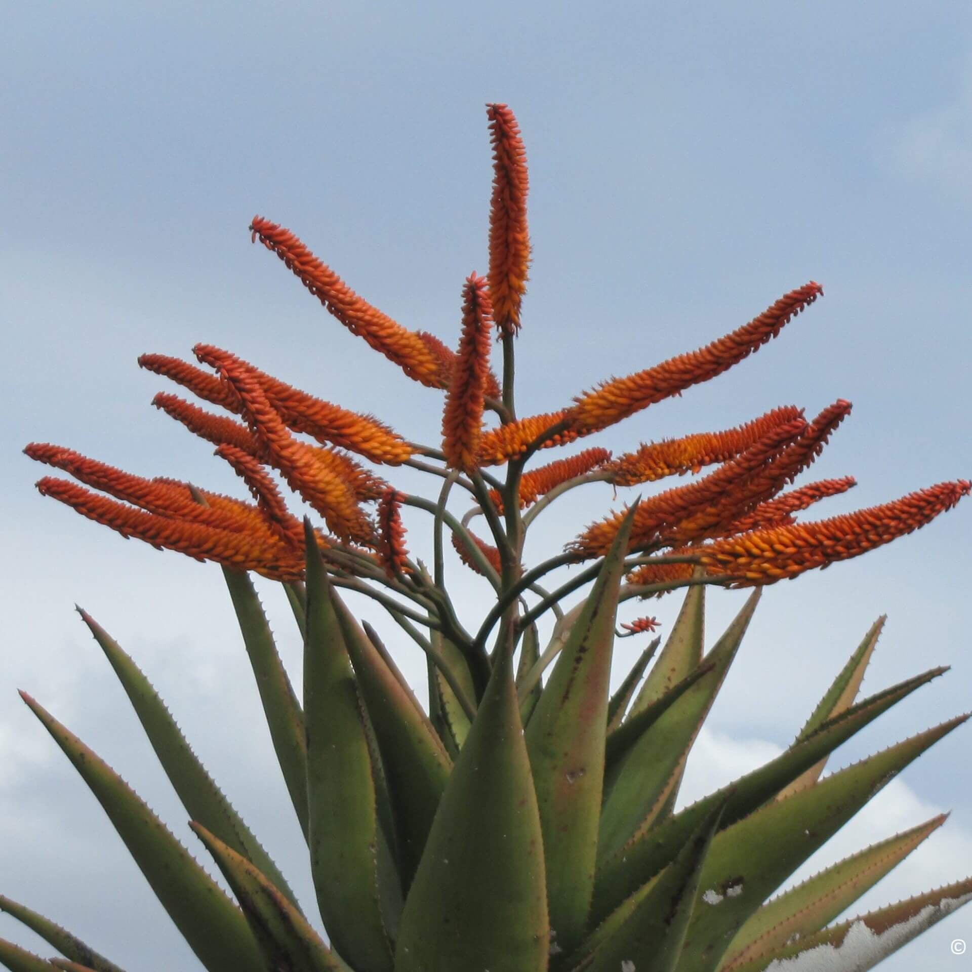 Aloe Seeds – Marlothii