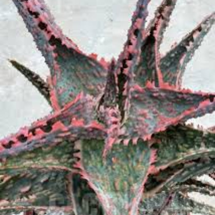 Aloe Seeds – Mixed Vera