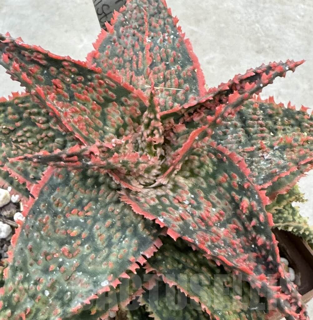 Aloe Seeds – Mixed Vera