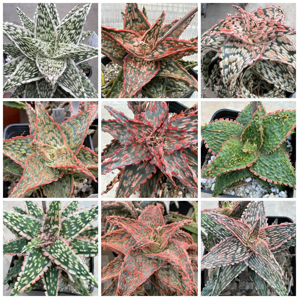 Aloe Seeds – Mixed Vera