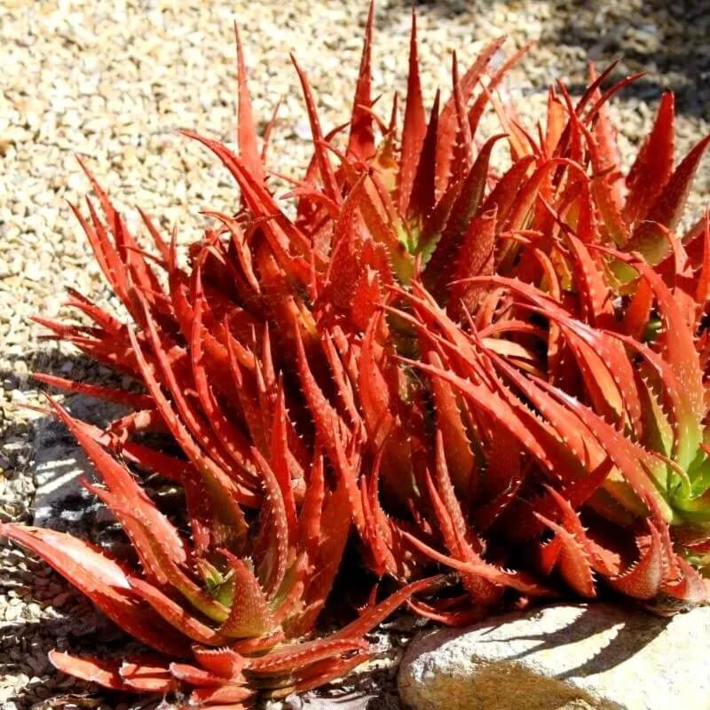 Aloe Seeds – cameronii