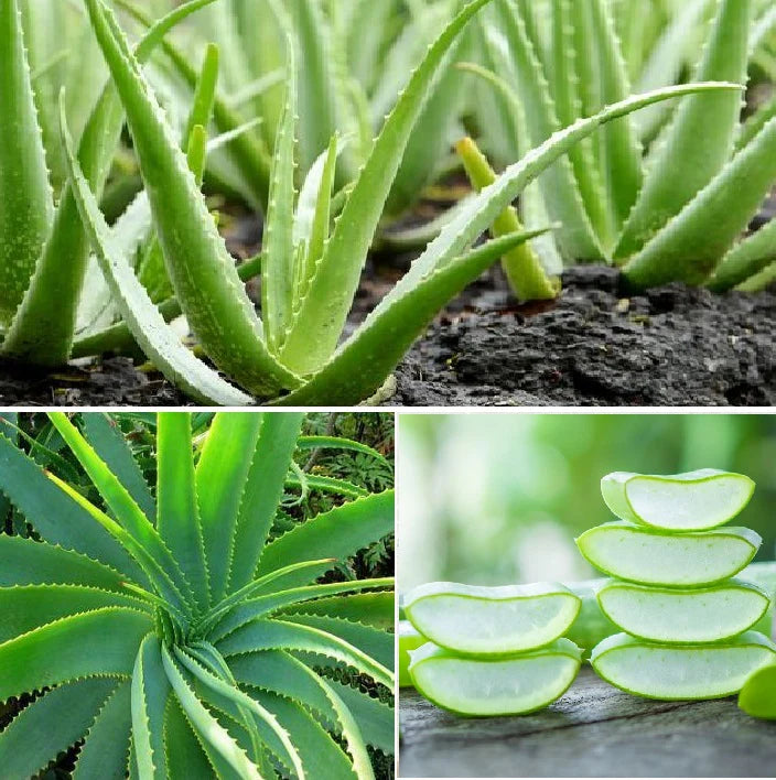 Aloe Vera Seeds
