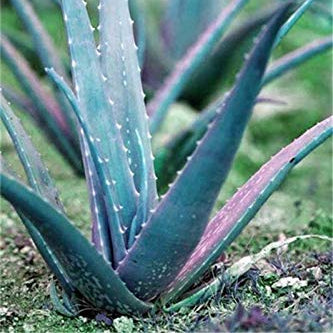 Aloe Vera Seeds – Premium Sky Blue
