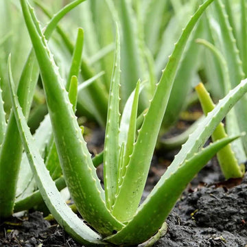 Aloe Vera Seeds
