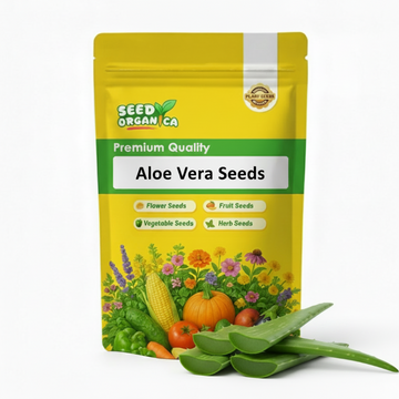 Aloe Vera Seeds
