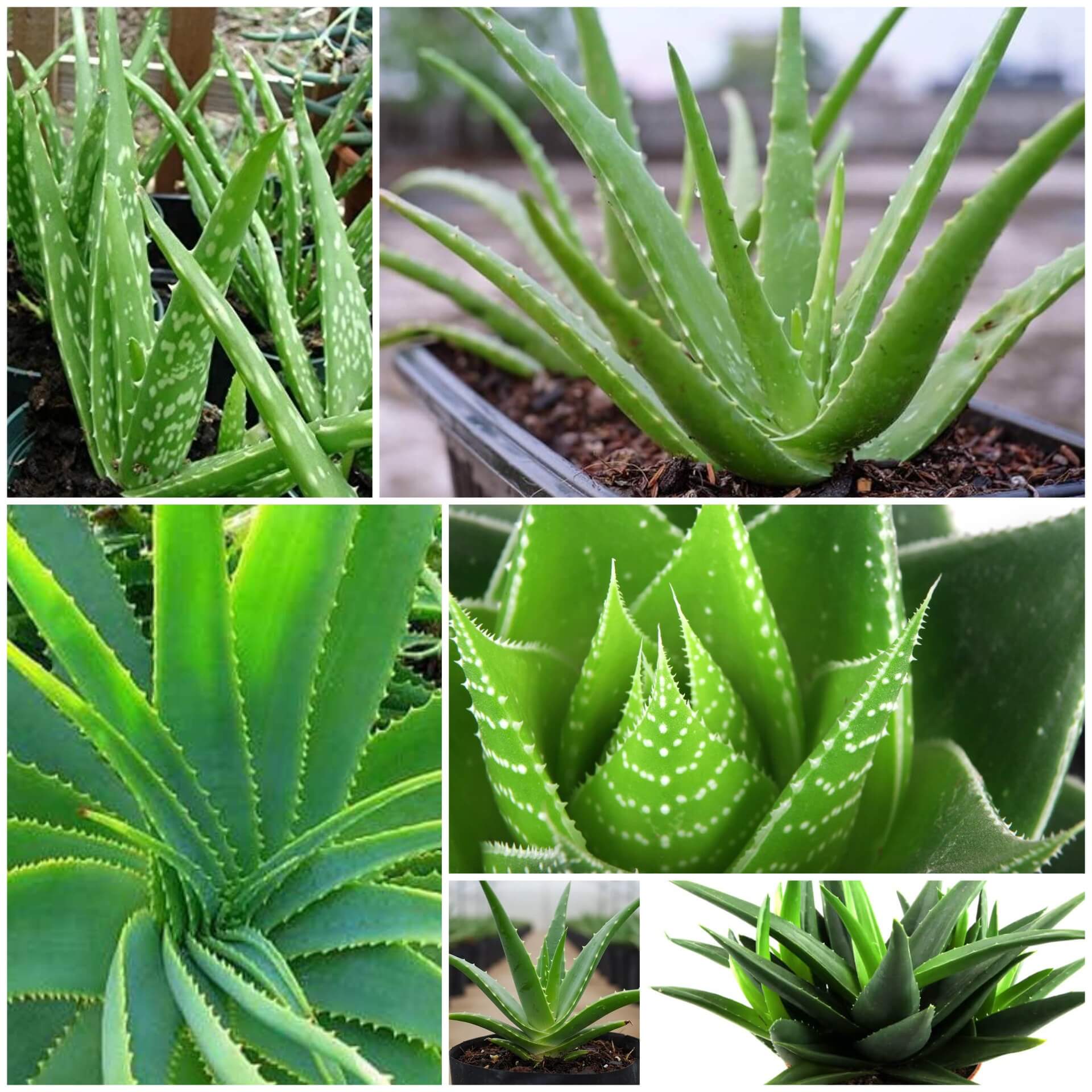 Aloe Vera Seeds - All In One For Home Gardens