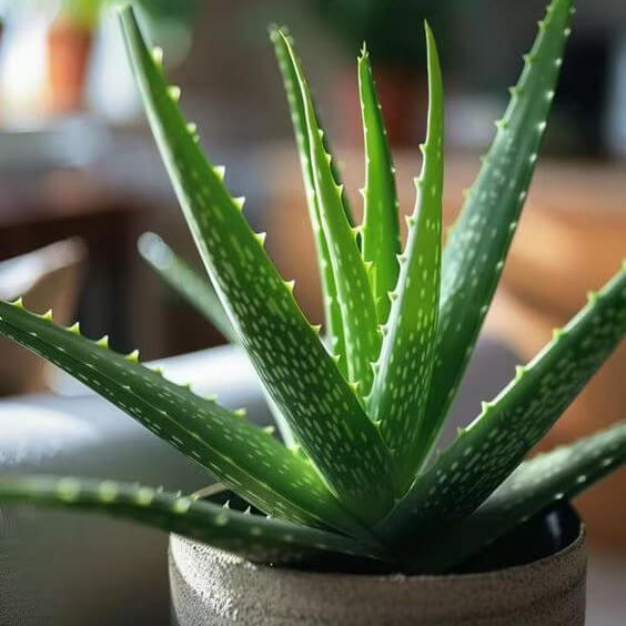 Aloe Vera Seeds - All In One For Home Gardens
