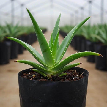 Aloe Vera Seeds - All In One For Home Gardens