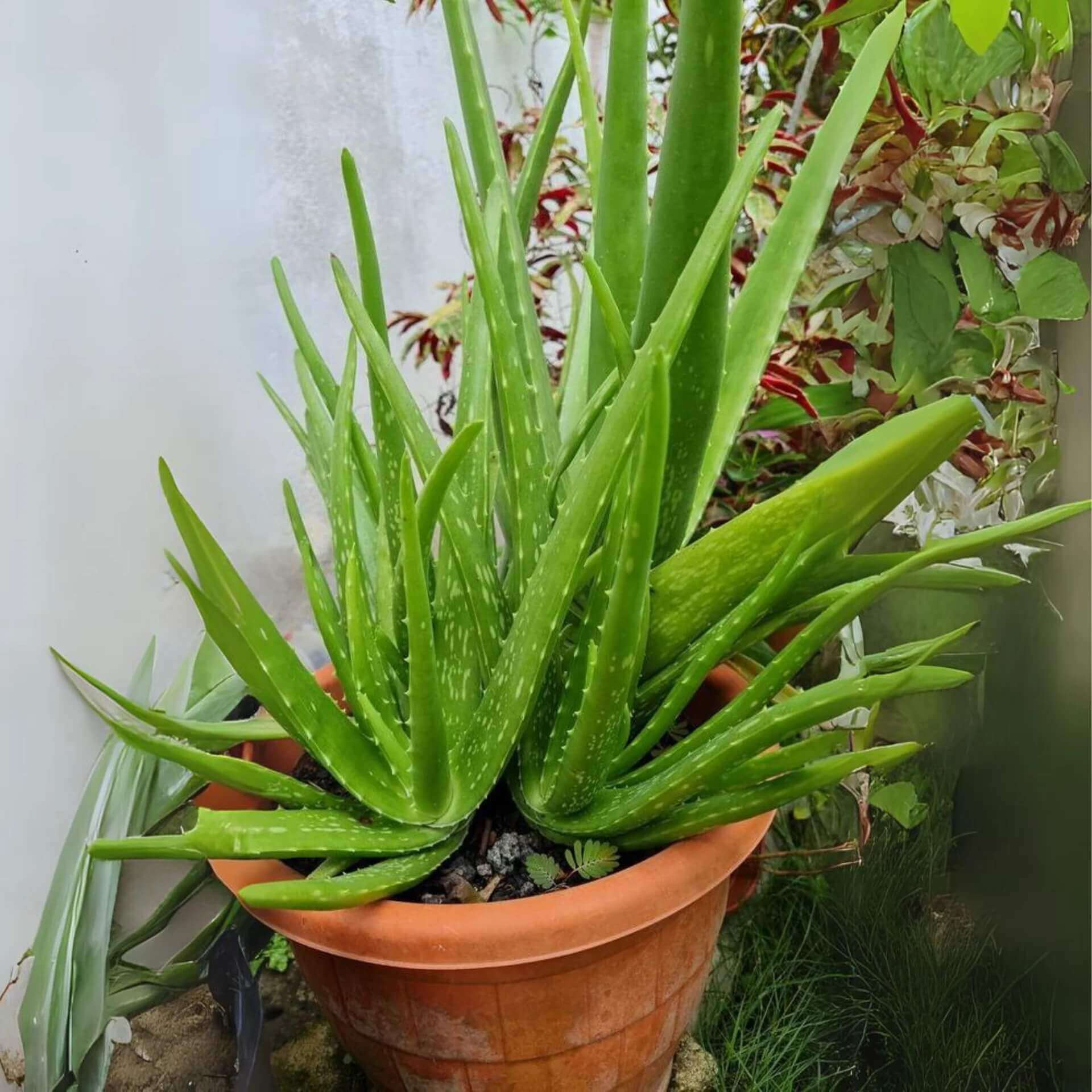 Aloe Vera Seeds - All In One For Home Gardens