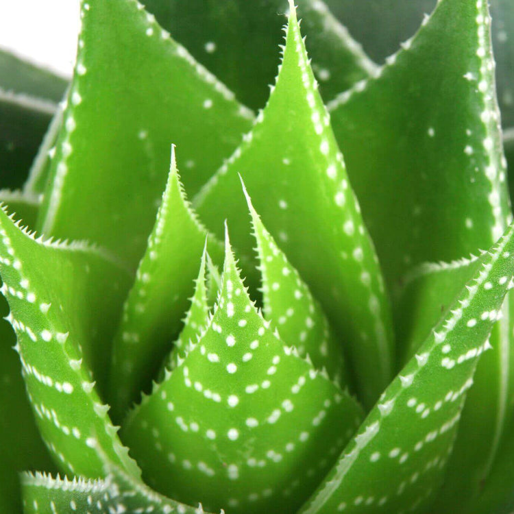 Aloe Vera Seeds - All In One For Home Gardens