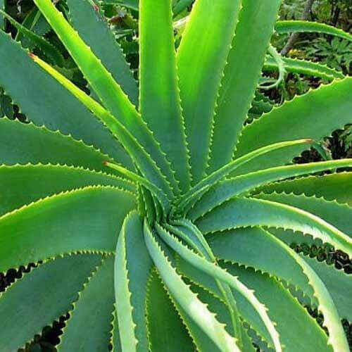 Aloe Vera Seeds - All In One For Home Gardens