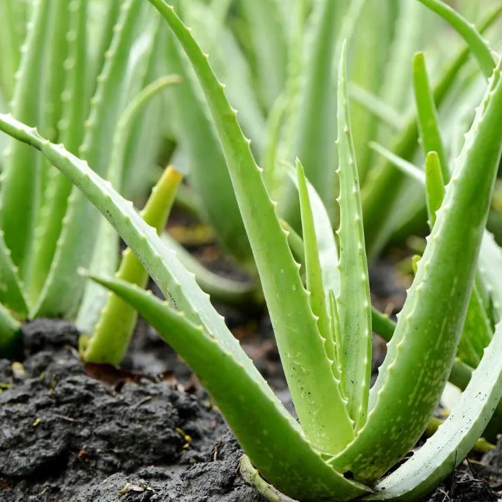 Aloe Vera Seeds

