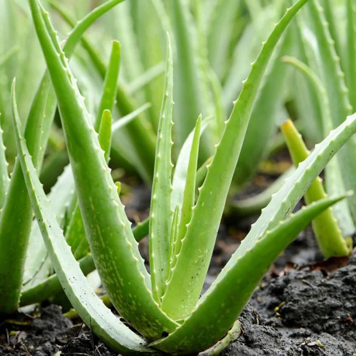 Aloe Vera Seeds – Green
