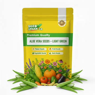 Aloe Vera Seeds – Light Green