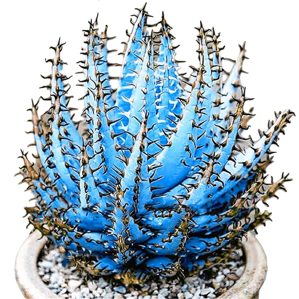 Aloe Vera Seeds – Premium Sky Blue

