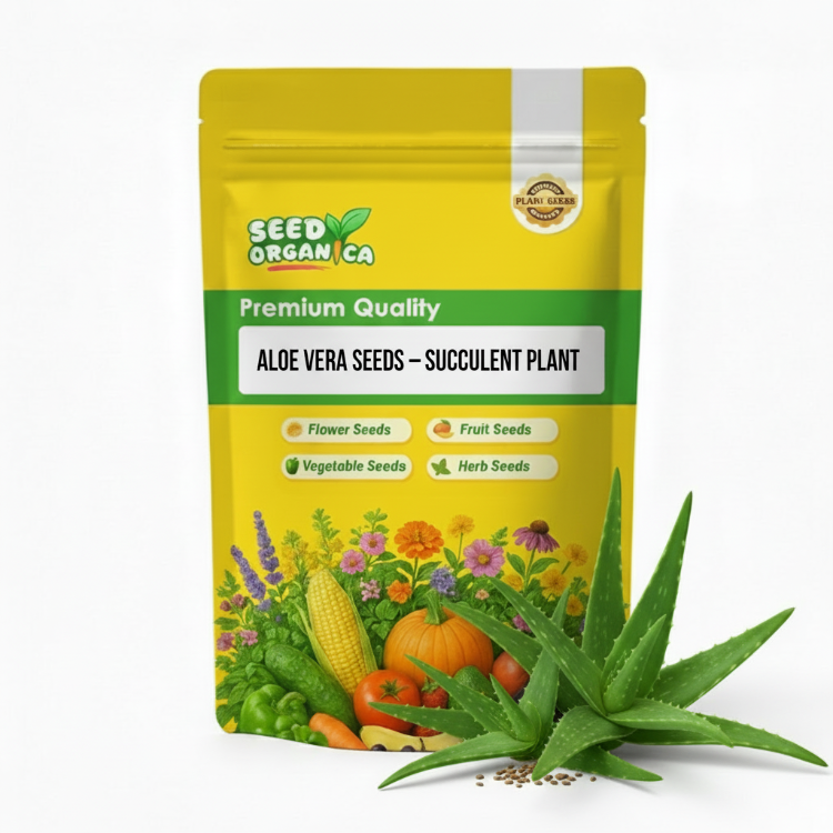 Aloe Vera Seeds – Succulent Plant