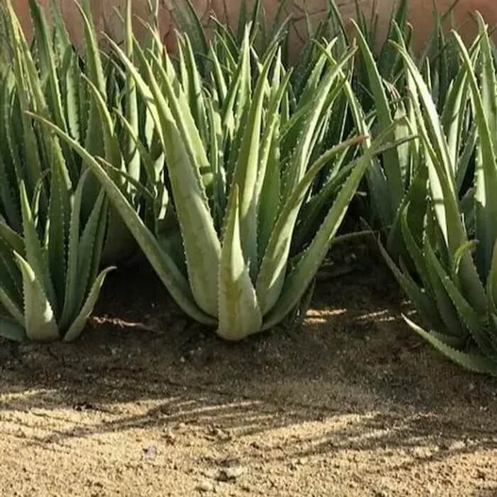 Aloe Vera Seeds for Planting