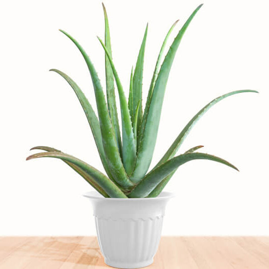 Aloe Vera Seeds for Planting