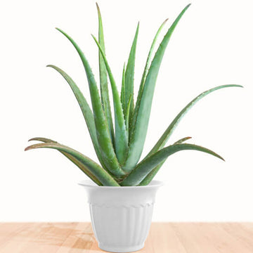 Aloe Vera Seeds for Planting